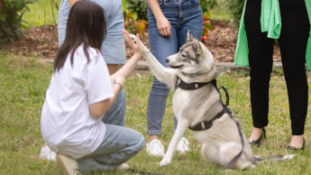 Dogoterapia | Studia podyplomowe we Wrocławiu | Uniwersytet Dolnośląski DSW we Wrocławiu: studentka ćwicząca podaj łapę z psem rasy Husky