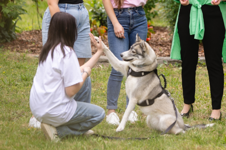 Kynopsychologia | Studia podyplomowe we Wrocławiu | Uniwersytet Dolnośląski DSW we Wrocławiu: studentka ćwicząca podaj łapę z psem rasy Husky