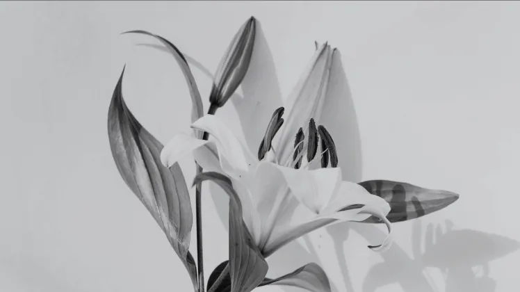 Zmarł Profesor Adam Zych | Aktualności | Uniwersytet Dolnośląski DSW we Wrocławiu: śmierć